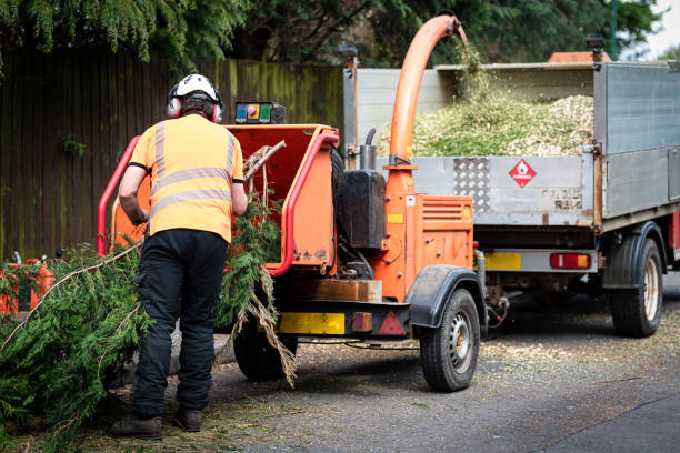 Professional Tree Care Services in East Foothills, CA